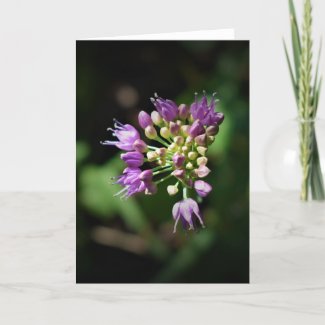 Allium, card