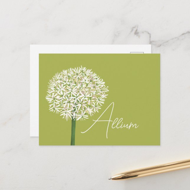  Allium Flower Botanical Art | Elegant Flora Postcard (Front/Back In Situ)