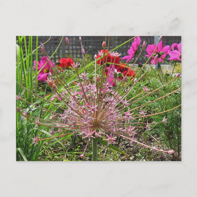 Allium Schubertii Postcard (Front)