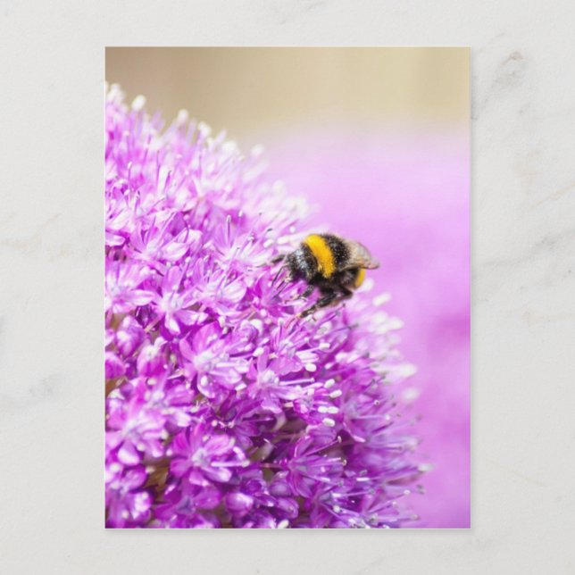 Allium with Bee Postcard (Front)