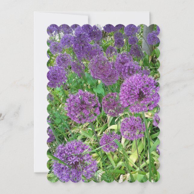 Alliums Flowering Onion Flowers Card (Front)