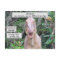 Allosaurus - Dinosaur - Learning Card