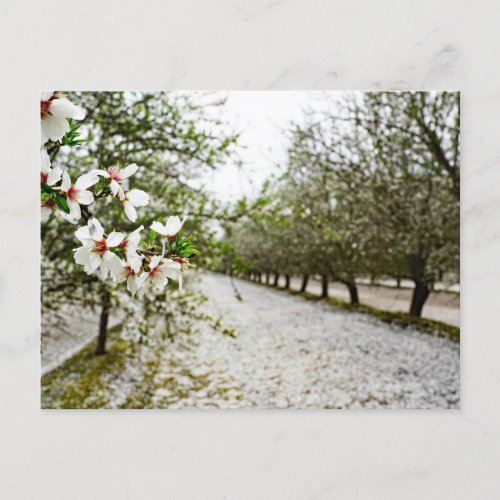 Almond bloom in California Postcard