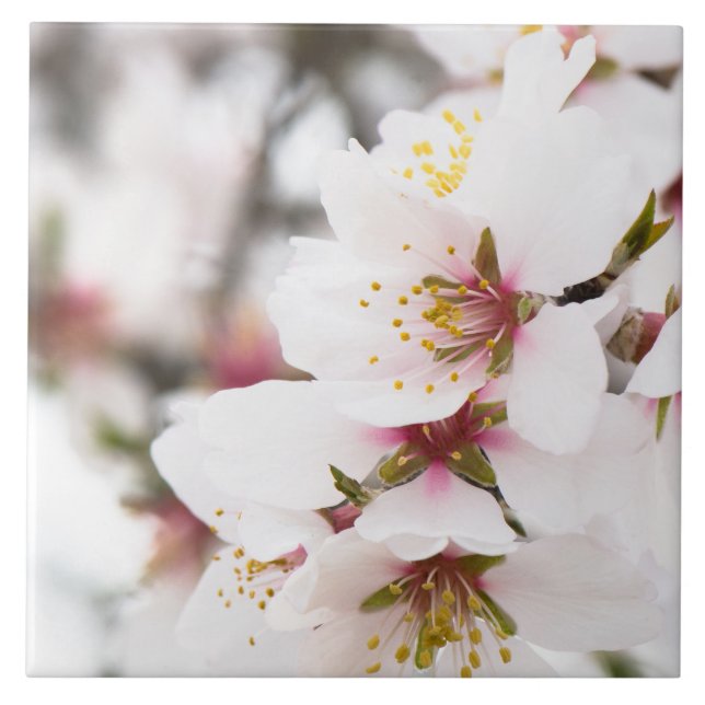 Almond blooming ceramic tile (Front)