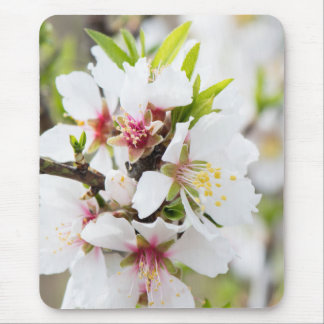 Almond blooming mouse pad