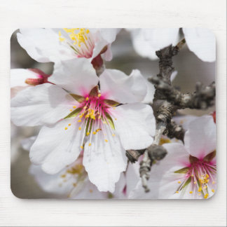 Almond blooming mouse pad