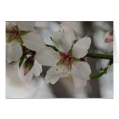 Almond Blossom - Any Occasion (Front Horizontal)
