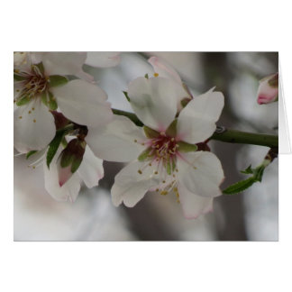 Almond Blossom - Any Occasion Cards