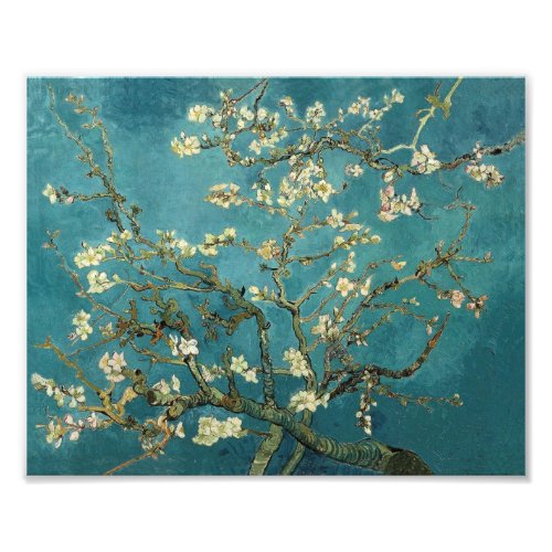 Almond Blossom Photo Print