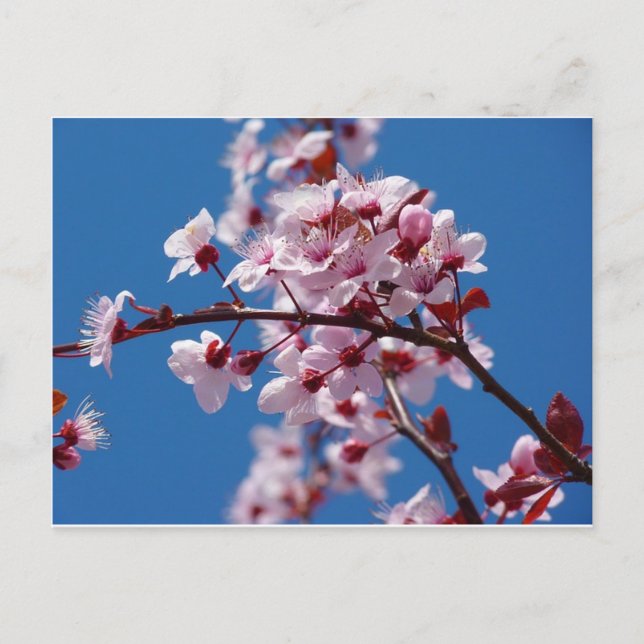Almond Blossom Postcard (Front)