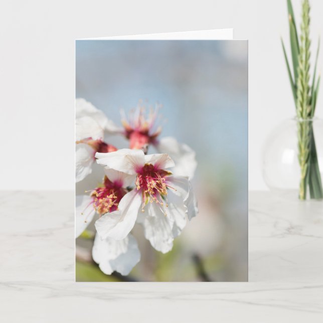 Almond blossoming card (Front)