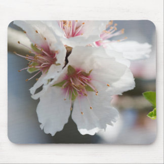 Almond blossoming mouse pad