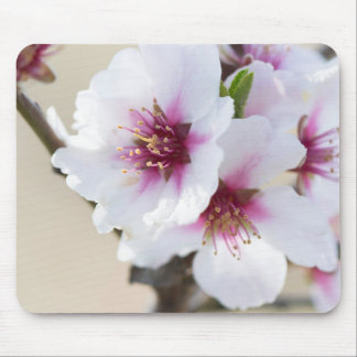Almond blossoming mouse pad