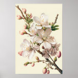 Almond Blossoms Flower Art Print Poster