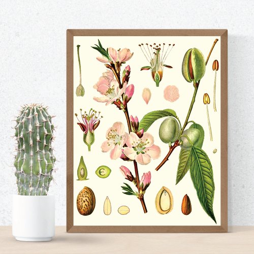 Almond Blossoms German Botanical Poster