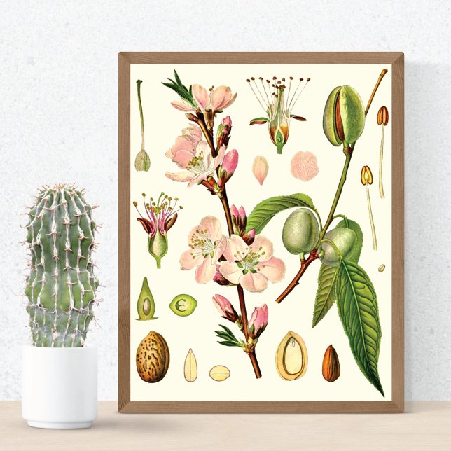 Almond Blossoms German Botanical Poster (Creator Uploaded)