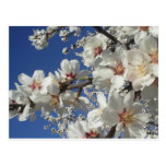 Almond Blossoms Postcard
