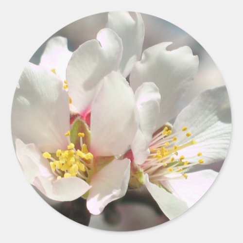 Almond Blossoms Sticker