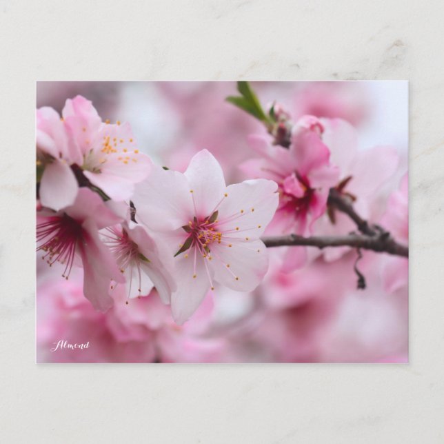 Almond [Postcard] Postcard (Front)
