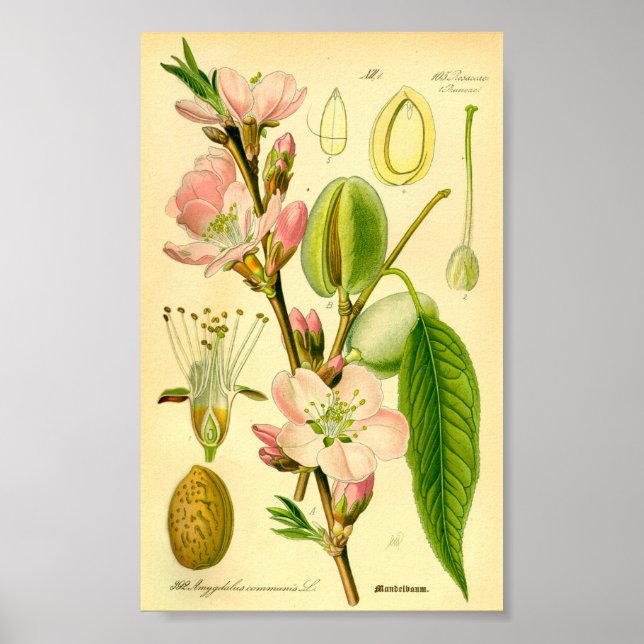Almond (Prunus amygdalus) Poster (Front)