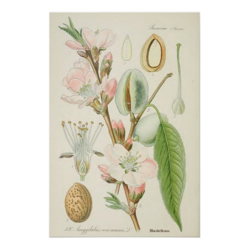 Almond Tree Amygdalus communis Poster