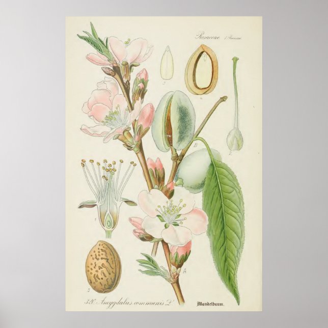 Almond Tree, Amygdalus communis, Poster (Front)