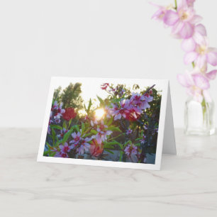 Almond Tree Blossom Sunset Card