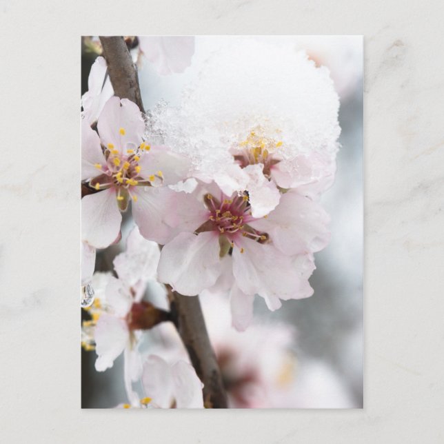 Almond tree flowers covered by snow postcard (Front)