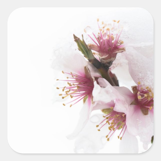 Almond tree flowers covered by snow square sticker (Front)