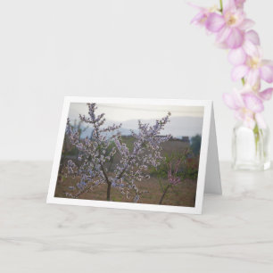 Almond Tree with Blossom Card