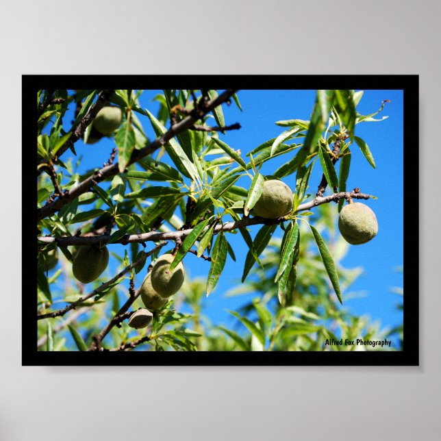 Almonds in Blue Sky Poster (Front)
