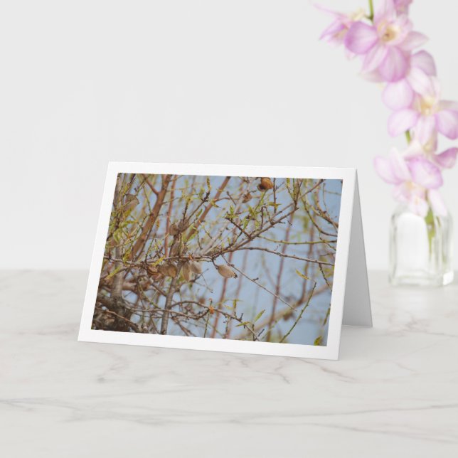 Almonds on Branch Card (Orchid)