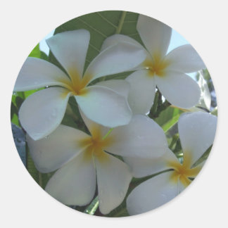 Almost Edible Frangipani Classic Round Sticker