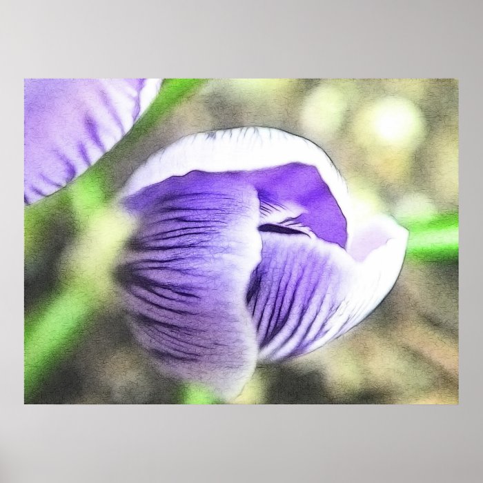 Almost Open  Crocus Bud Print