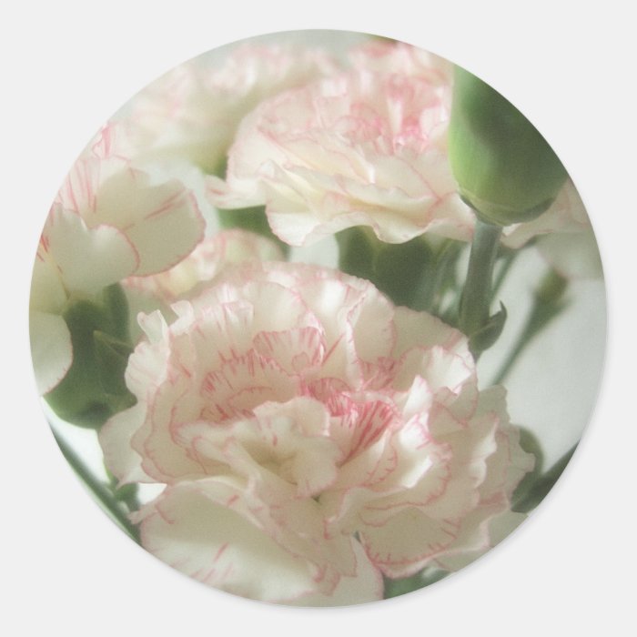 Almost White Carnations 6 Stickers