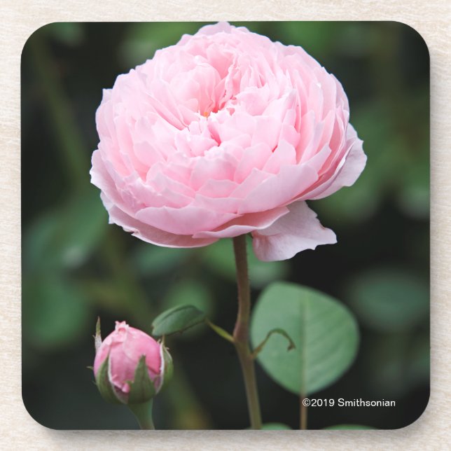 Alnwick Castle Rose Beverage Coaster (Front)