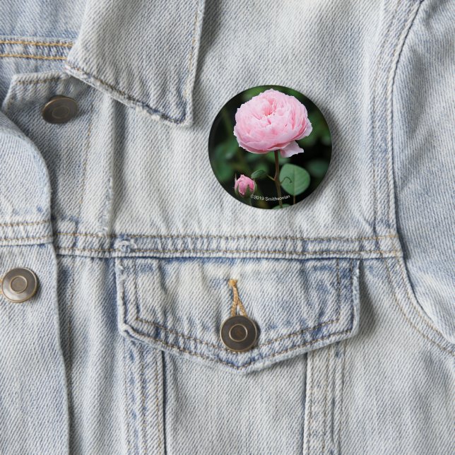 Alnwick Castle Rose Button (In Situ)