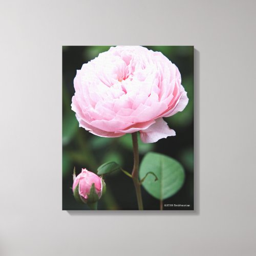 Alnwick Castle Rose Canvas Print