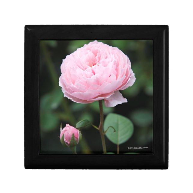 Alnwick Castle Rose Gift Box (Front)