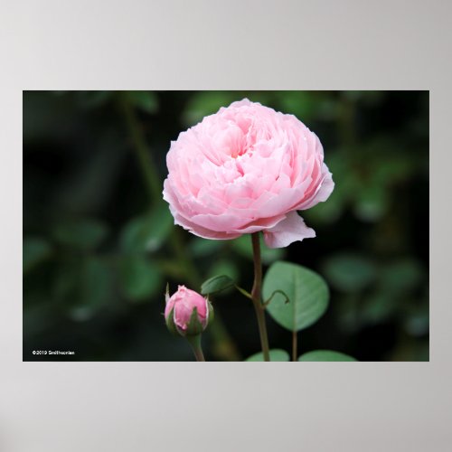 Alnwick Castle Rose Poster