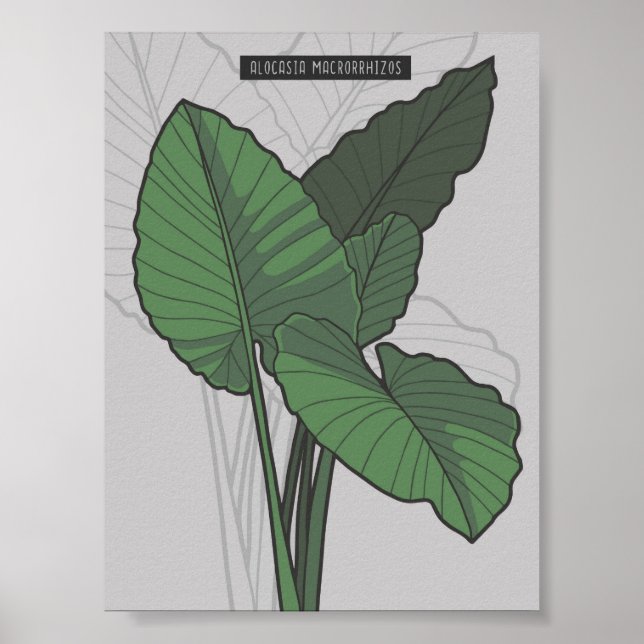 Alocasia Macrorrhizos Giant Taro plant Poster (Front)