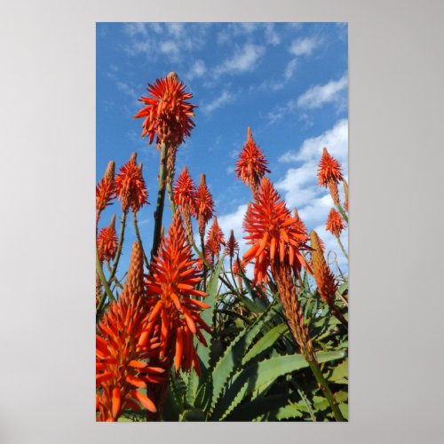 Aloe Arborescens poster