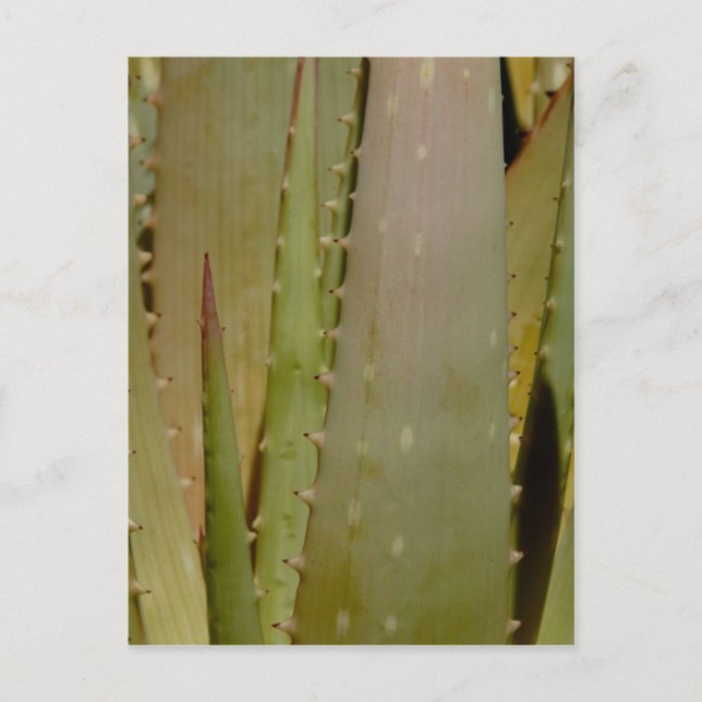 Aloe close-up Postcard (Front)