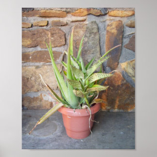 Aloe Combo Poster