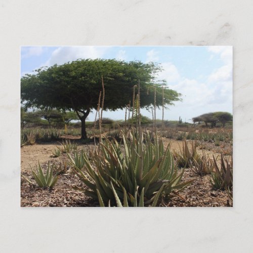 Aloe factory aruba postcard