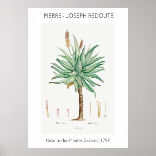 Aloe Ferox Vintage Botanical Illustration Poster