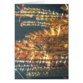 Aloe Flowering (Front)