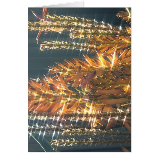 Aloe Flowering Cards (Front)