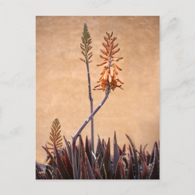 Aloe Flowers Orange Wall Postcard (Front)