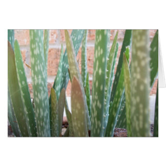 Aloe Forest Cards
